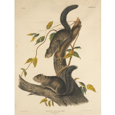 Lot 71 - After John James Audubon COLLIES SQUIRREL Hand-...