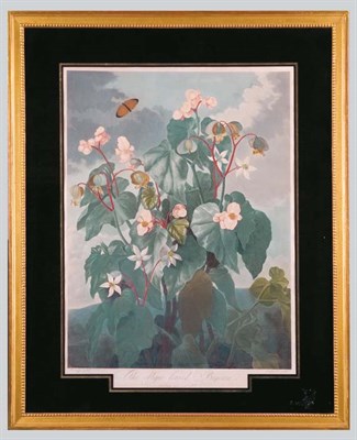 Lot 1076 - Dr. Thornton, publisher THE OBLIQUE-LEAVED...