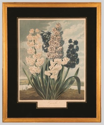 Lot 1078 - Dr. Thornton, publisher HYACINTHS Hand-colored...