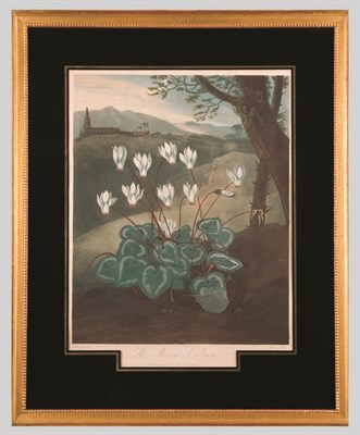 Lot 1077 - Dr. Thornton, publisher THE PERSIAN CYCLAMEN...