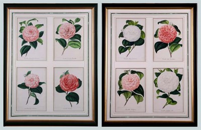 Lot 1080 - After P. Stroobant [CAMELLIA STUDIES] Eight...