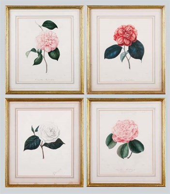 Lot 1082 - After J. J. Jung [CAMELLIA STUDIES] Ten...