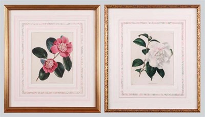 Lot 1083 - After W. Miller [CAMELLIA STUDIES] Two...