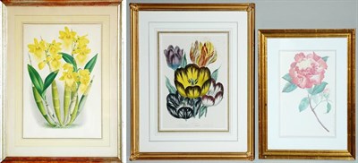 Lot 4115 - Artist Unknown DENDROBIUM BRYMERIANUM...