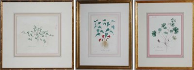 Lot 4102 - After Hocquart ARISTOLOCHE SERPENTAIRE;...
