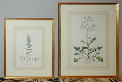 Lot 4098 - Artist Unknown [PLANT STUDIES] Seven...