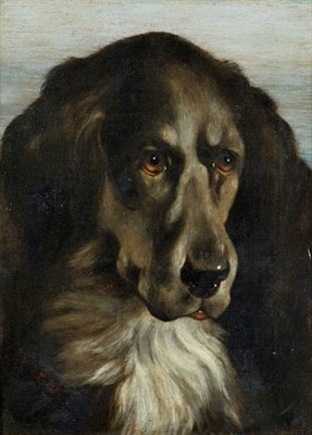 Gordon Setter