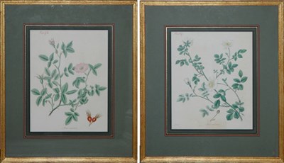 Lot 104 - Artist Unknown [ROSE STUDIES] Two hand-colored...