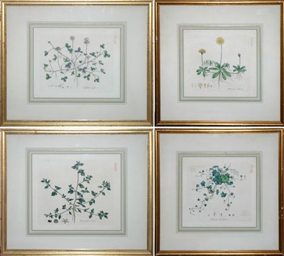 Lot 94 - Artist Unknown [PLANT STUDIES] Four...