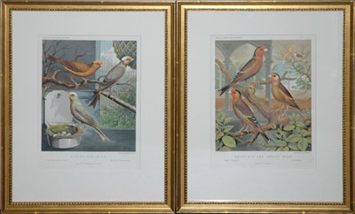 Lot 95 - After Ludlow LIZARD CANARIES and GOLDFISH AND...