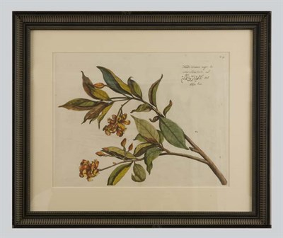Lot 90 - After Hendrik Adriaan van Rheede [PLANT STUDY]...