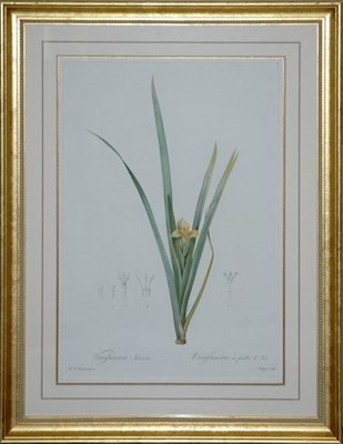 Lot 88 - After P. J. Redoute VIEUSSEUXIA FRIDIODES,...