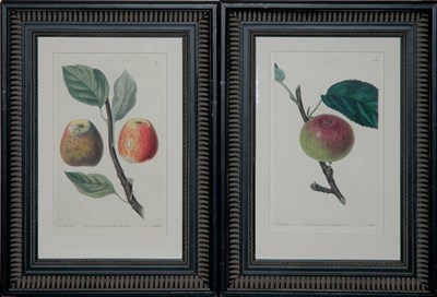 Lot 107 - After Mrs. Withers [APPLE STUDIES] Two...