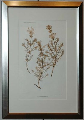 Lot 97 - Constantin von Ettingshausen and Alois Pokorny...