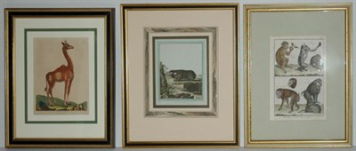 Lot 83 - Benard [MONKEY STUDIES] Two hand-colored...