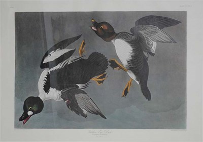 Lot 92 - After John James Audubon GOLDEN-EYE DUCK Color...