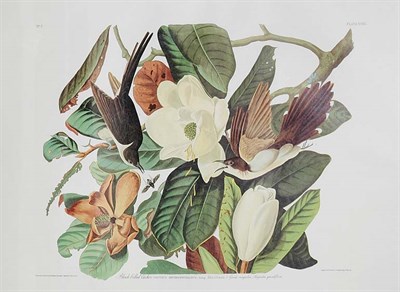 Lot 91 - After John James Audubon BLACK-BILLED CUCKOO...