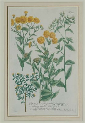 Lot 84 - After Johann Weinmann CONYZA MAJOR CAPITULIS......