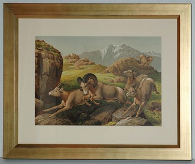 Lot 93 - E. Knobel [FLEEING RAMS] Chromolithograph,...