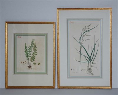 Lot 88 - Artst Unknown [PLANT STUDIES] Four...