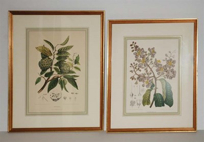 Lot 87 - After Mme Bertha Hoola van Nooten [PLANT...