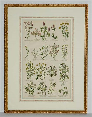 Lot 81 - John Hill [PLANT STUDIES] Hand-colored...