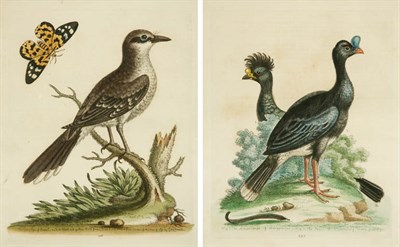 Lot 86 - George Edwards THE GREAT PYE OF BRASIL; THE...