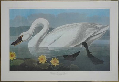 Lot 1103A - After John James Audubon COMMON AMERICAN SWAN...