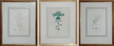 Lot 1098 - Artist Unknown [PLANT STUDIES] Three...