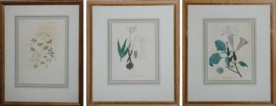 Lot 1089 - Hocquart [FLOWER STUDIES] Three hand-colored...
