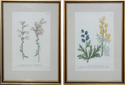 Lot 1104 - After Johann Weinmann [FLOWER STUDIES] Two...