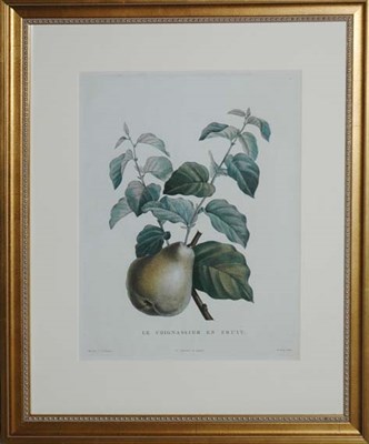 Lot 1103 - After Pierre-Joseph Redoute LE COIGNASSIER EN...