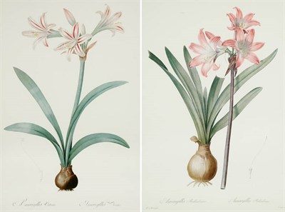 Lot 91 - After Pierre-Joseph Redoute [AMARYLLIS...
