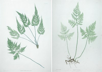 Lot 90 - Thomas Moore [FERN STUDIES] Two nature-printed...