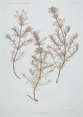 Lot 82 - Constantin von Ettingshausen and Alois Pokorny...