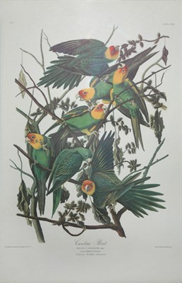 Lot 92 - After John James Audubon CAROLINA PARROT Color...