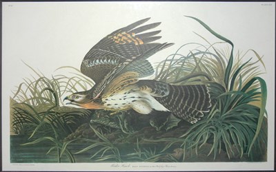 Lot 78 - After John James Audubon WINTER HAWK Color...