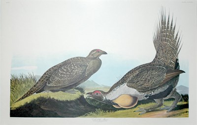 Lot 88 - After John James Audubon COCK OF THE PLAINS...