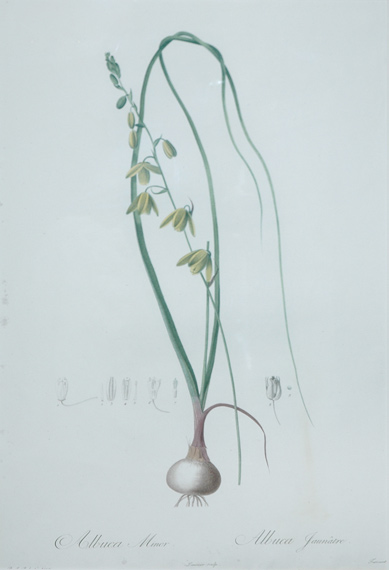 Lot 87 - After P. J. Redoute ALBUCA MINOR, ALBUCA...