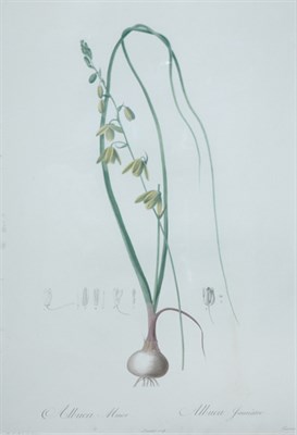 Lot 87 - After P. J. Redoute ALBUCA MINOR, ALBUCA...