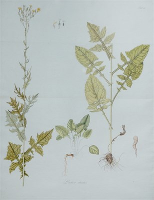 Lot 84 - Artist Unknown LACTUCA STRICTA Hand-colored...