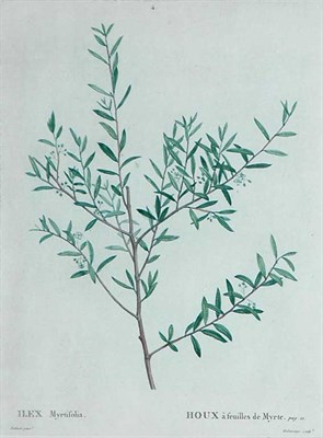 Lot 72 - After Pierre-Joseph Redoute ILEX MYRTIFOLIA...