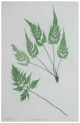 Lot 70 - Thomas Moore ASPLENIUM ADIANTUM Nature-printed...