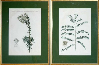 Lot 68 - After Jan Van Huysum [PLANT STUDIES] Two...