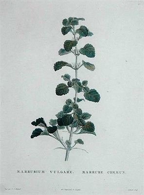 Lot 60 - After Pierre-Joseph Redoute MARRUBIUM VULGARE...