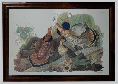 Lot 1120 - After John James Audubon RUFFED GROUSE Color...