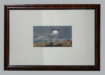 Lot 1121 - After John James Audubon SANDWICH TERN Color...