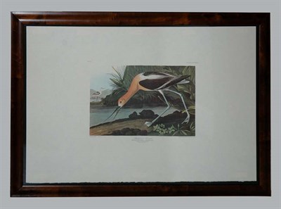 Lot 1119 - After John James Audubon AMERICAN AVOCET Color...