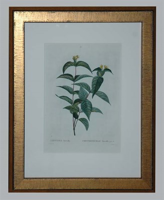 Lot 1110 - After Pierre-Joseph Redoute LONICERA DIERVILLA...