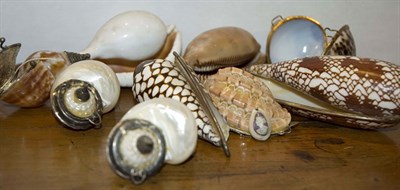 Lot 1357 - Group of Seashells Including cowrie, etc.